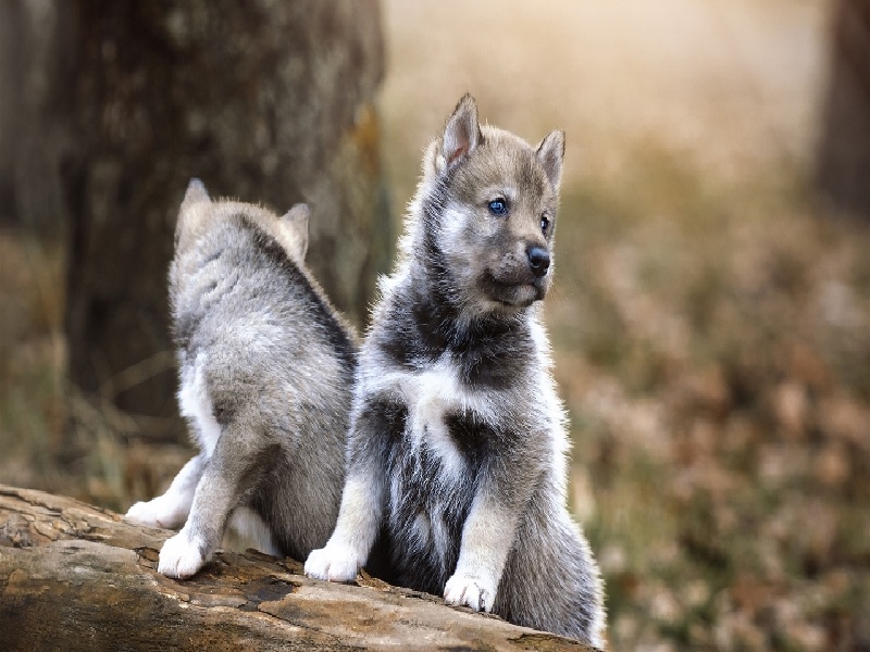 宫颈糜烂除婴手术费用（上海试管报销政策）——